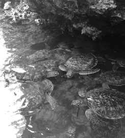 Nungwi Marine Turtles Mnarani