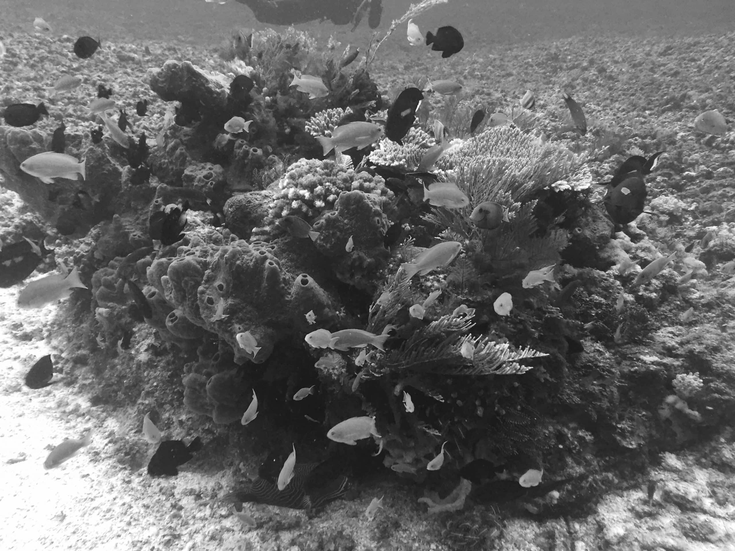 Coral Reefs in Tanzania