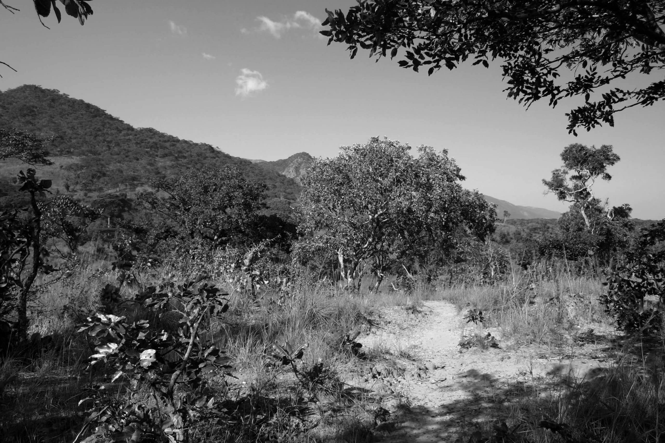 Miombo Forests in Tanzania