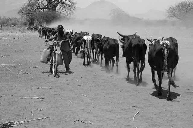 Drought in Tanzania - Livestock going for grazing