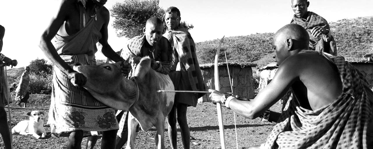 Maasai poking a cows with an arrow to get blood for drinking