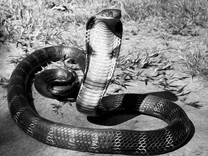 Folktale: The Child of the Physician & the King of Snakes