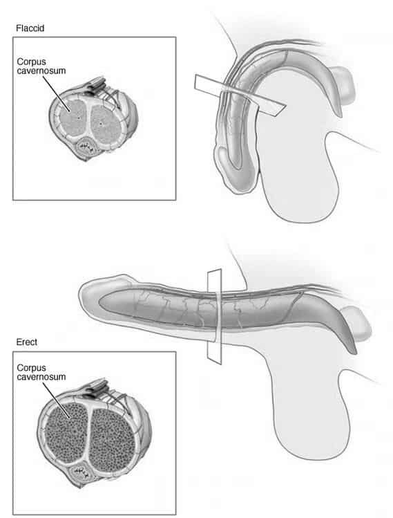 How erections happen