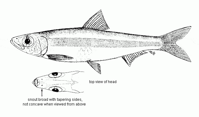 Biological Features of the Lake Tanganyika Sardine