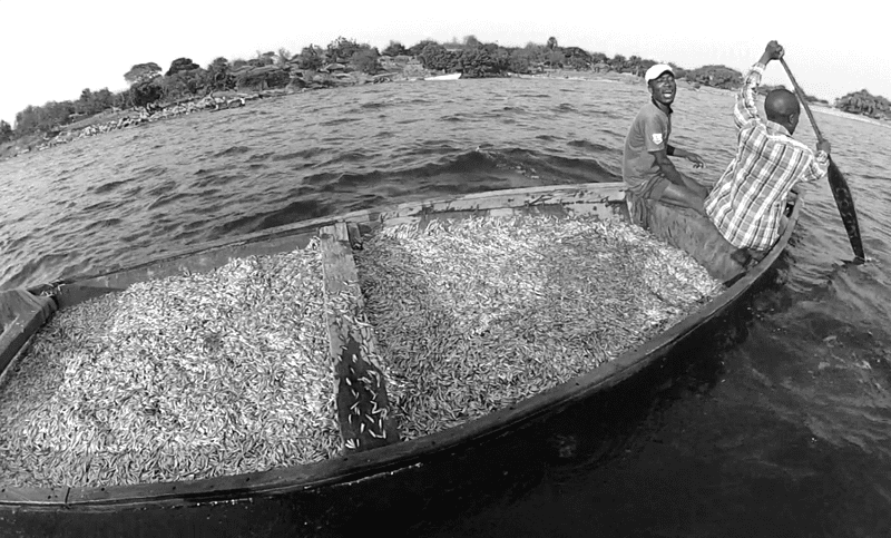 Fishing of Lake Tanganyika Sardine