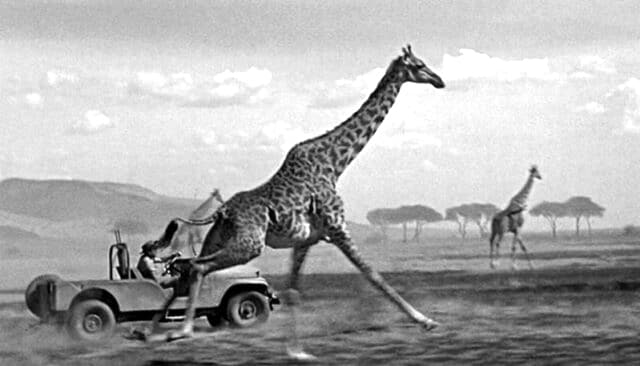 Hatari scene of catching giraffes