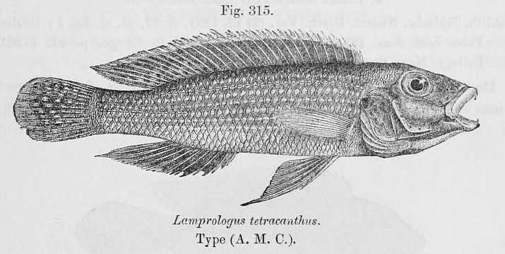 Lake Tanganyika Fish - Fourspine Cichlid