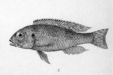 Lake Tanganyika Fish - Limnochromis