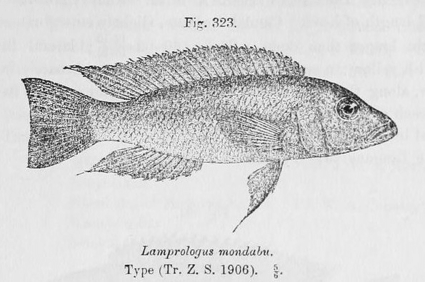 Lake Tanganyika Fish - Neolamprologus Mondabu