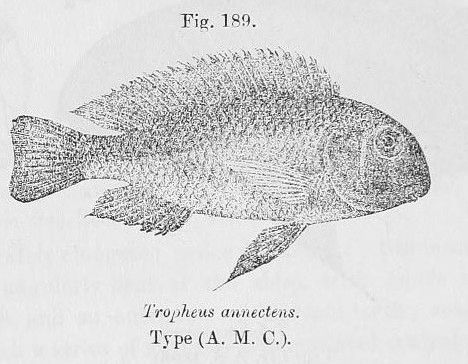 Lake Tanganyika Fish - Tropheus Annectens