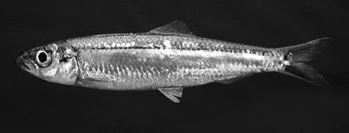 Lake Tanganyika Sardine - Biology, History, and Fisheries