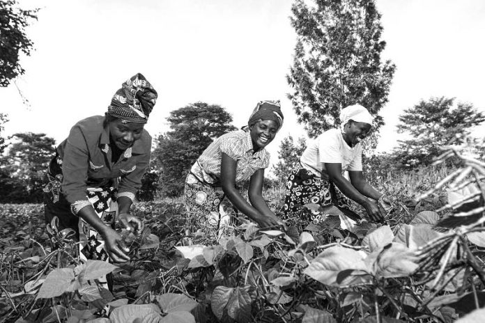 McDougall Memorial Lecture - FAO-Rome -1963 - Conference of Food and Agriculture Organization