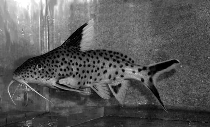 Synodontis Dhonti - Lake Tanganyika Fish