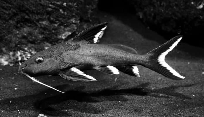 Synodontis Granulosus – Lake Tanganyika Fish