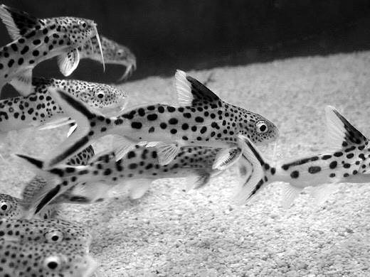 Synodontis Multipunctatus in large groups - a perfect environment to reduce territorial challenges
