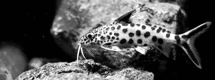 Synodontis Multipunctatus – Lake Tanganyika Fish