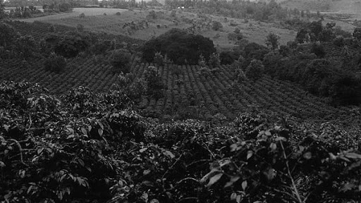 Coffee production in Tanzania