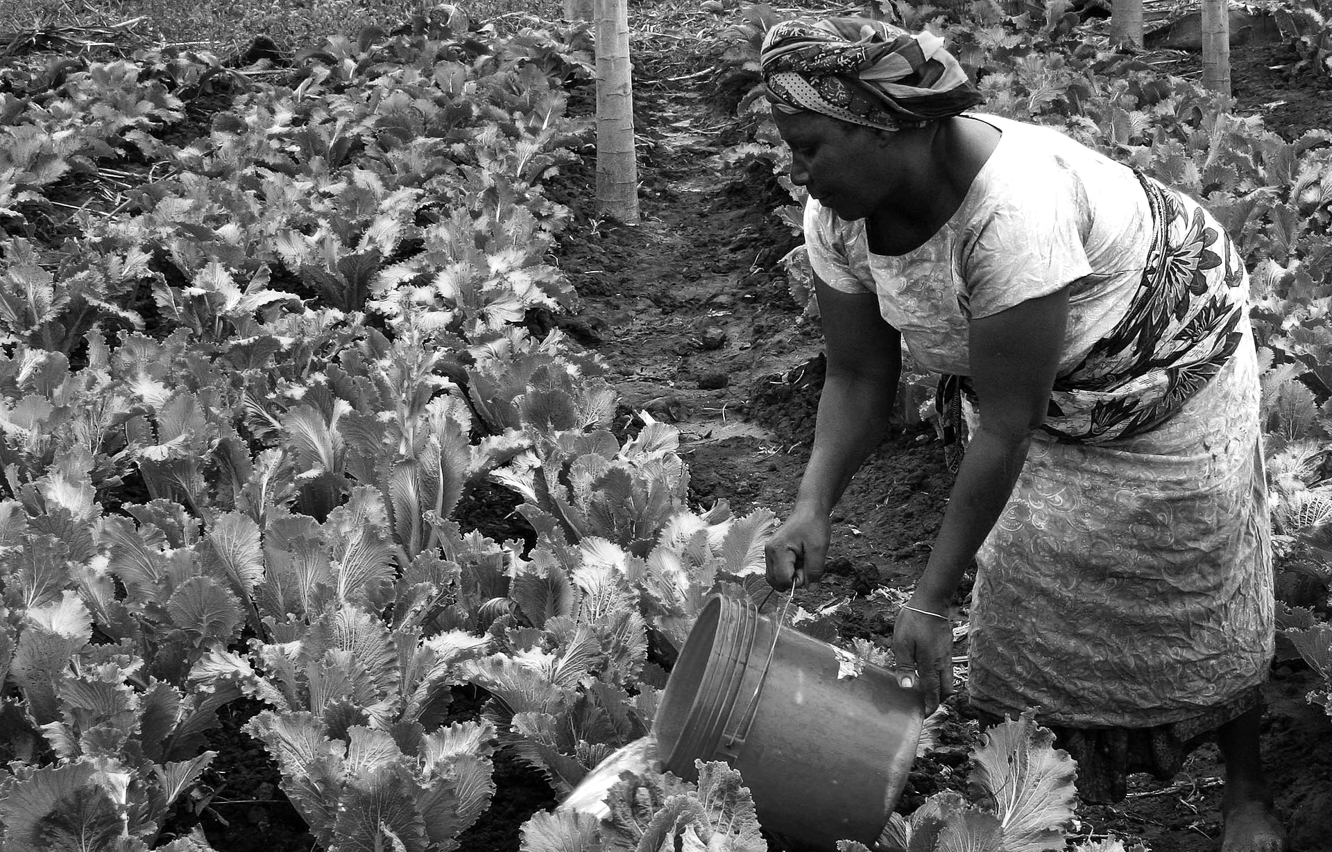 Farmer irrigating spinach