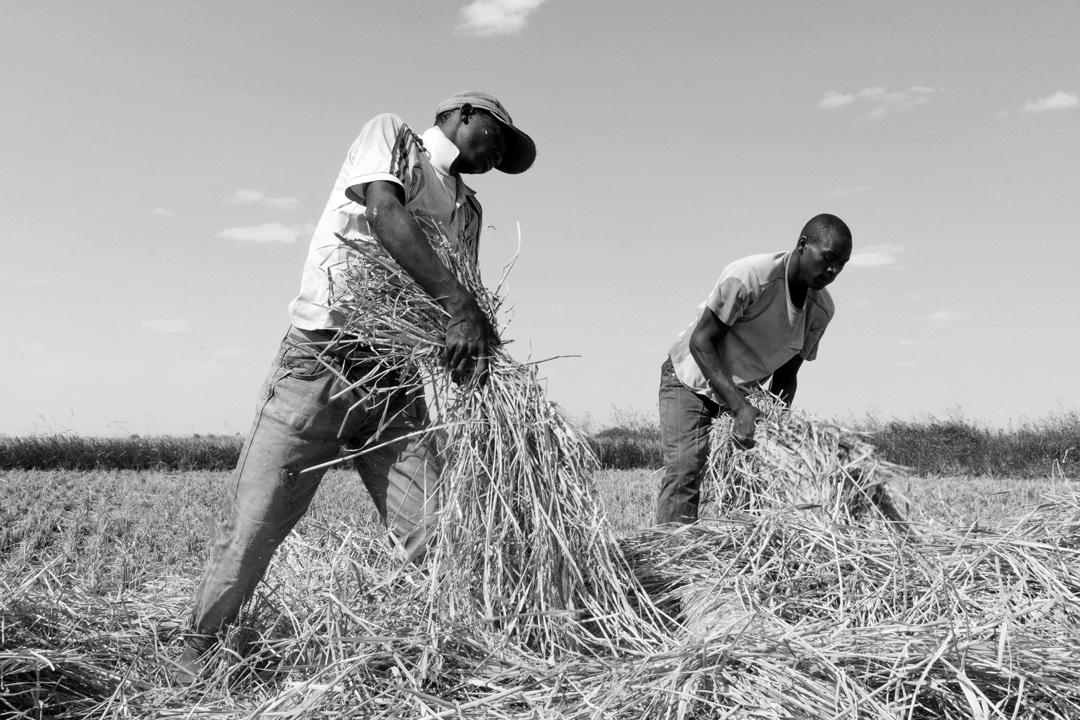 Farmers in Tanzania working in a rice field