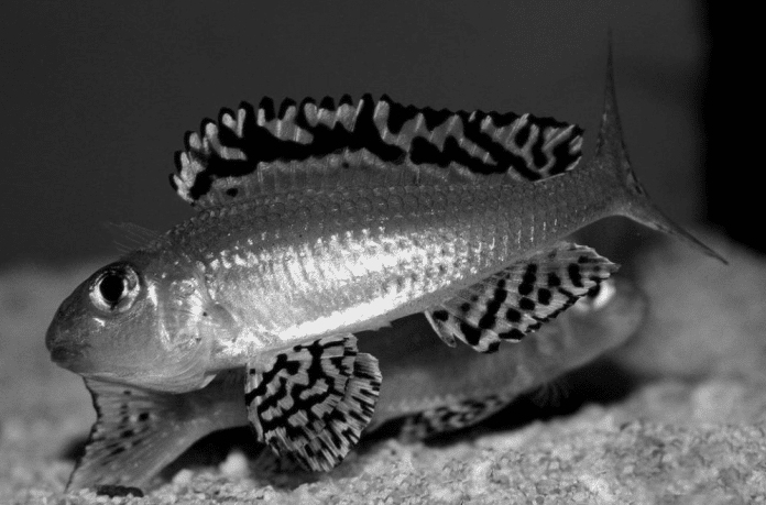 Lake Tanganyika Fish - Xenotilapia Papilio