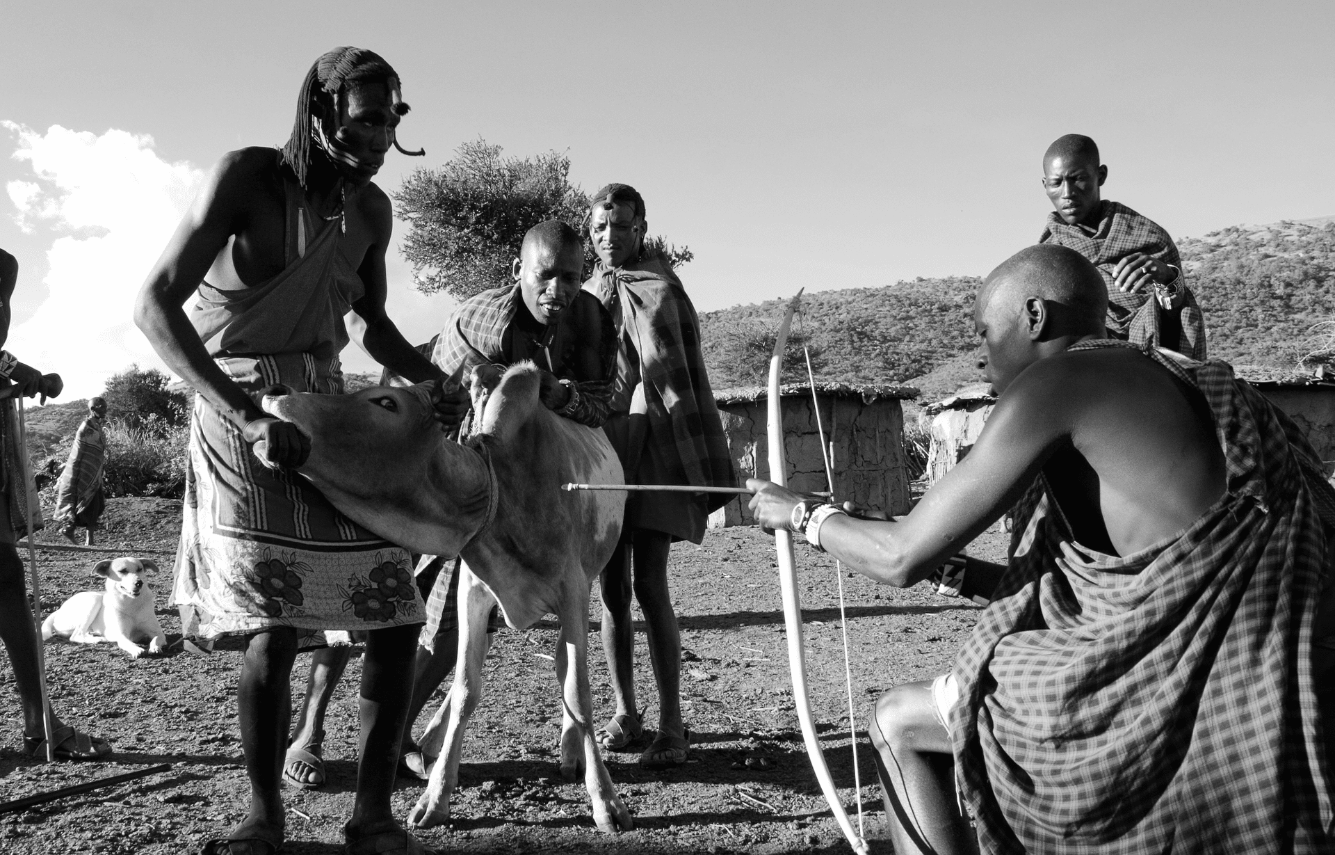 Maasai diet - poking a cow to get blood for drinking