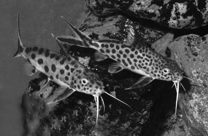 Synodontis-Grandiops-Lake-Tanganyika-Fish