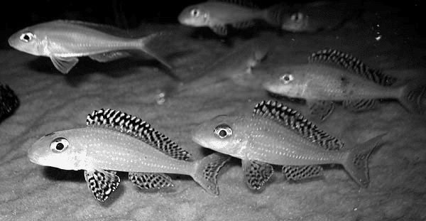 Xenotilapia Papilio swimming in pairs to protect territoy