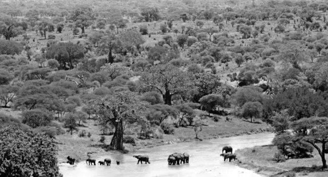 Tarangire reserve