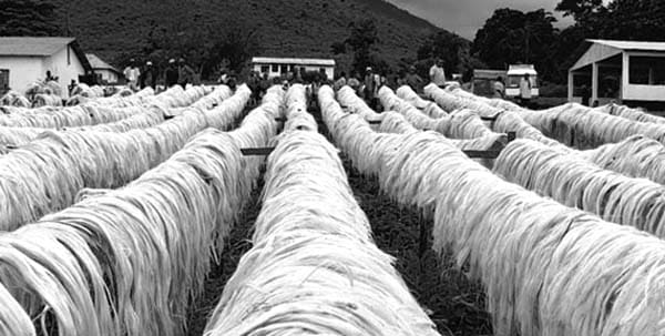 Sisal - One of Tanzania commercial crops that is heavily involved in international trade