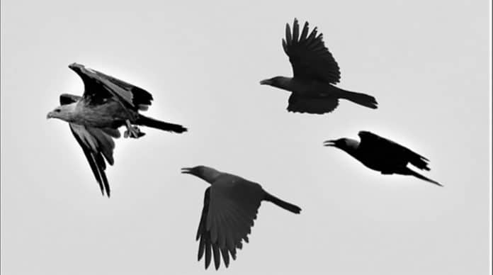 Zanzibar Tales – The Kites and the Crows