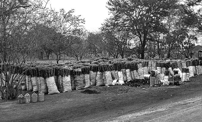 A big batch of firewood packaged ready for market