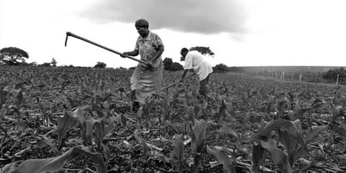 Adoption of Technologies of Maize Production in Tanzania Southern Region