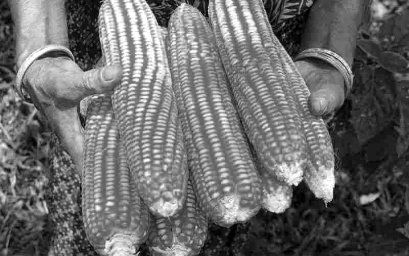 Farmer presenting maize harvested from his farm in Tanzania