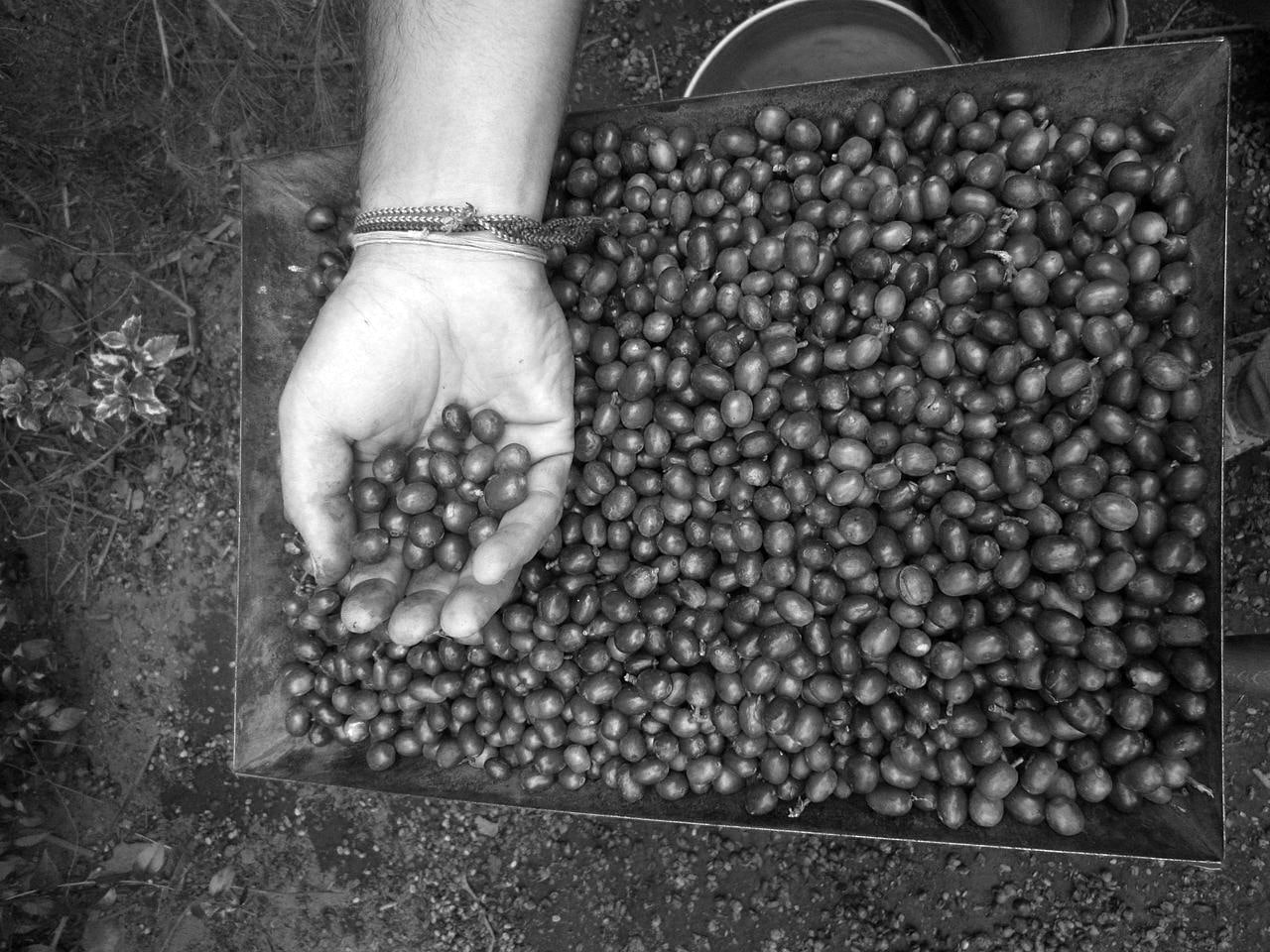 Grading of coffee - a buyer examining coffee