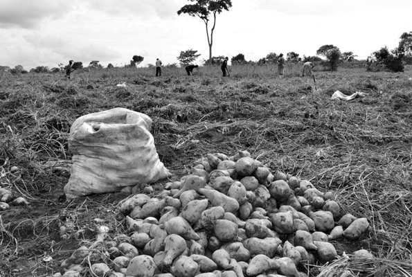 Harvested orange fleshed potatoes in Tanzania ready to be taken to the market