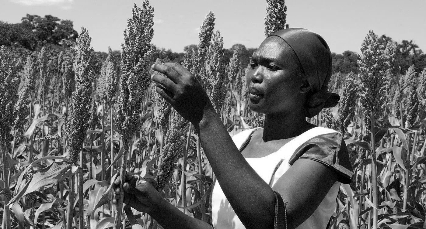 Sorghum farmer inspecting her crops in Tanzania