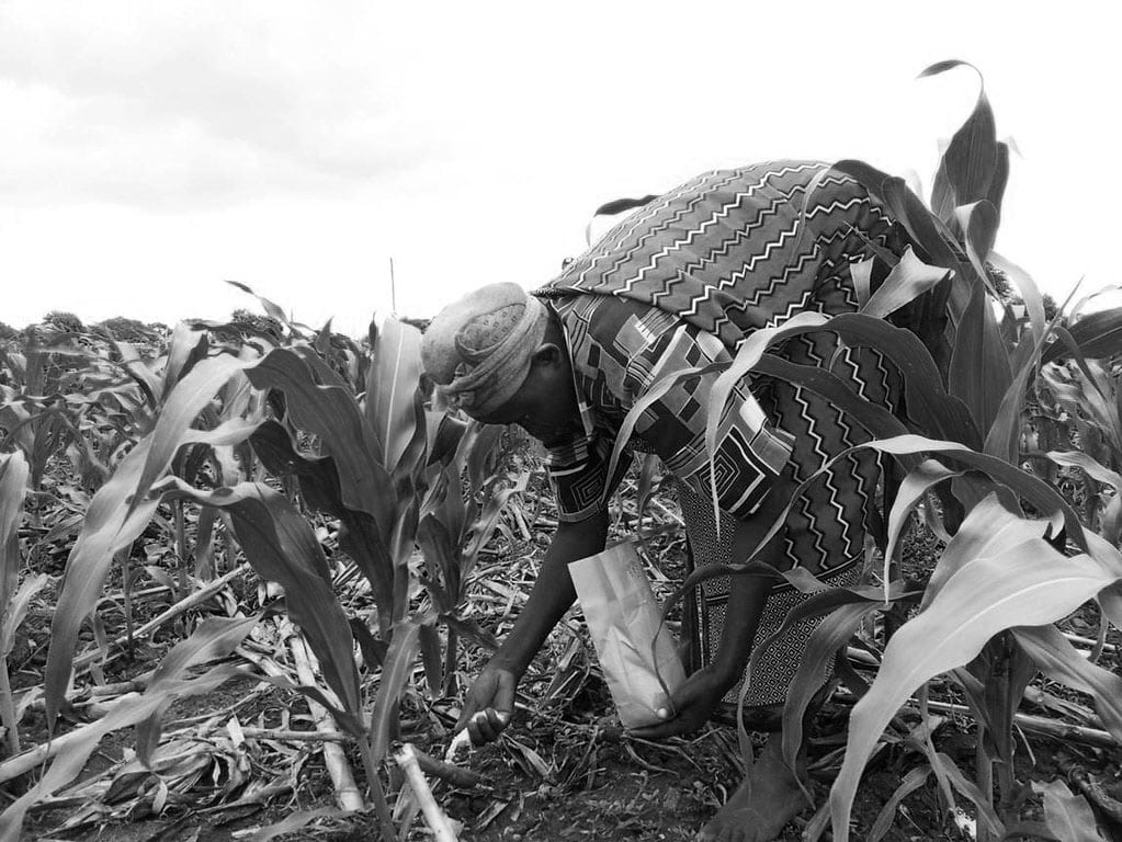 Woman farmer in Tanzania applying fertilizer on maize