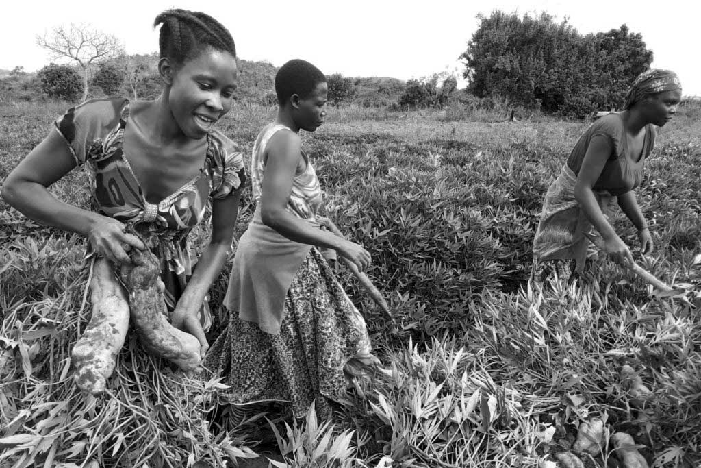 Women farmers in Tanzania harvesting large potatoes