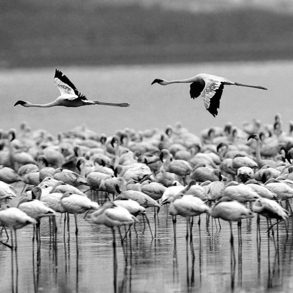 Flamingoes crowd at Lake Manyara