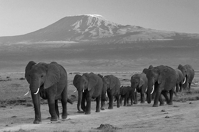 Amboseli National Park - Elephants walking away from Mount Kilimanjaro