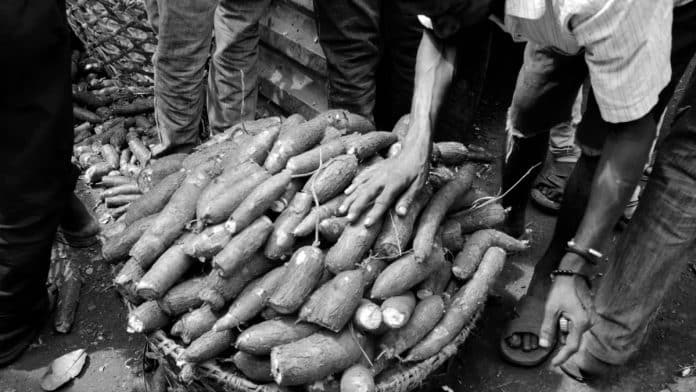 Cassava Production in Tanzania – History, Storage, Processing, Marketing and More