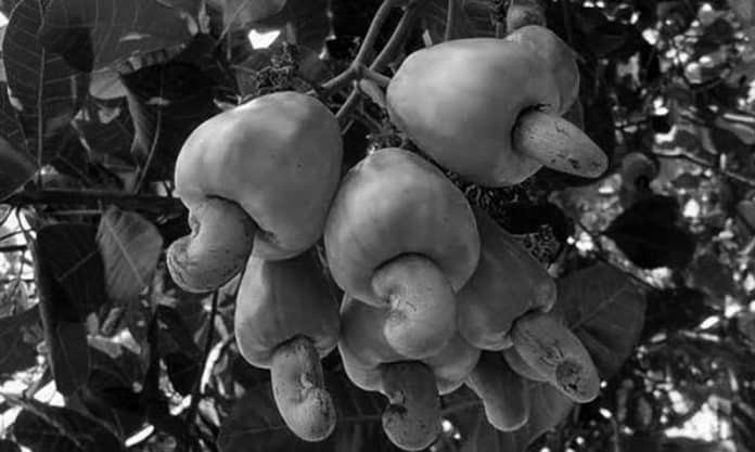 Critical Insight - Tanzania Cashew Nuts Production