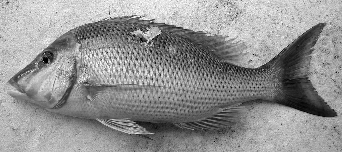 Lethrinus Nebulosus - Changu Fish