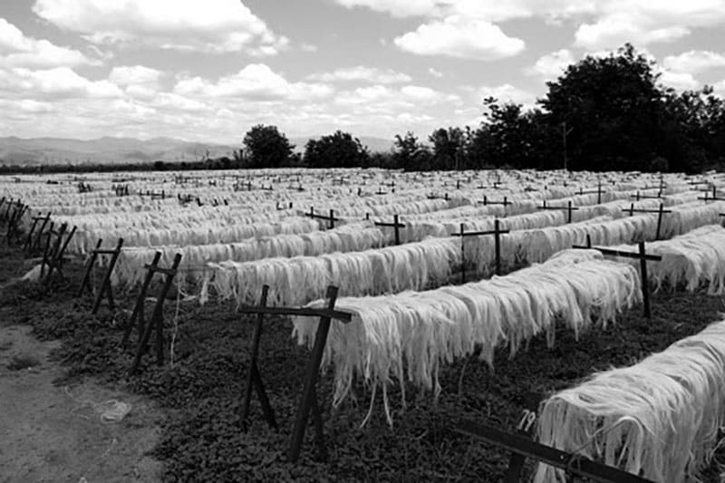 Sisal fibre getting dried in Tanzania