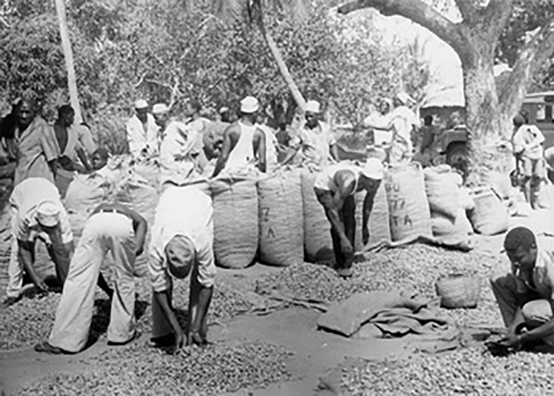 Ujamaa villagers gathering their harvest