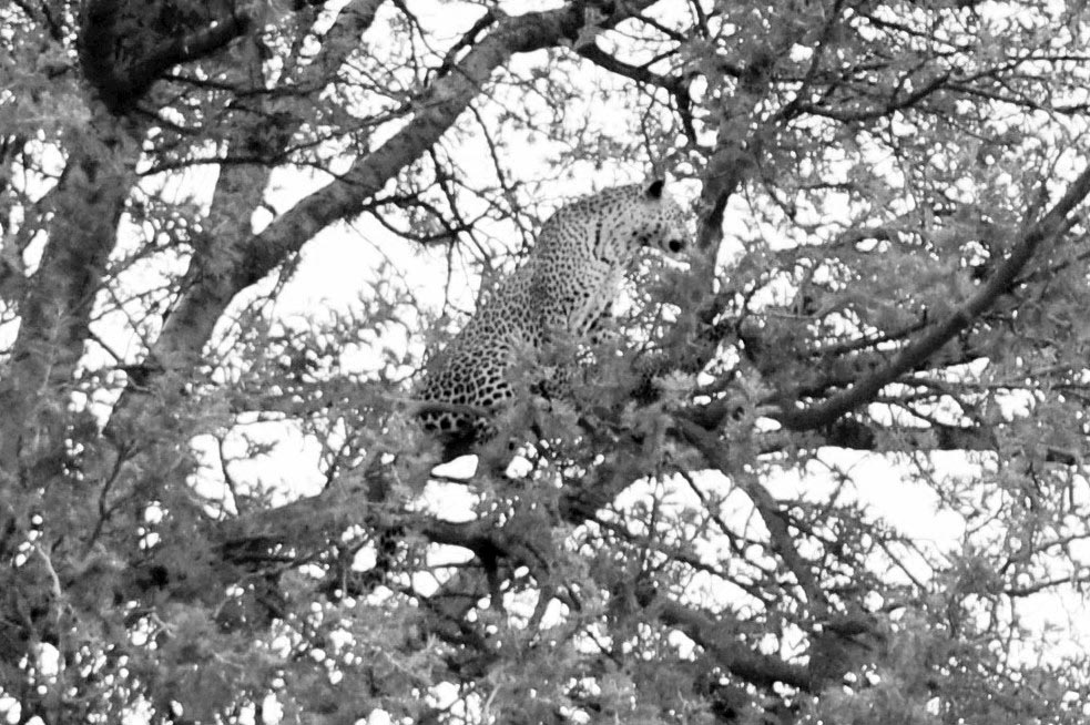 A leopard with her cub sitting on a tree at Serengeti