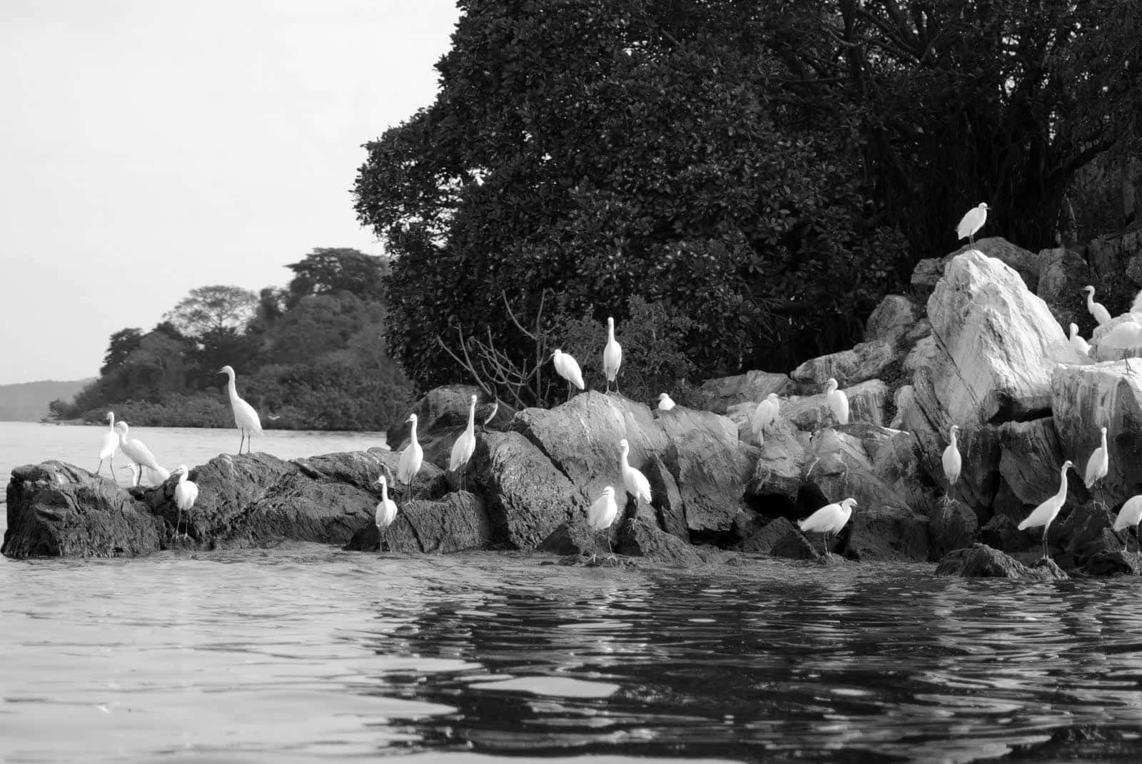 Birdlife at Rubondo Island National Park