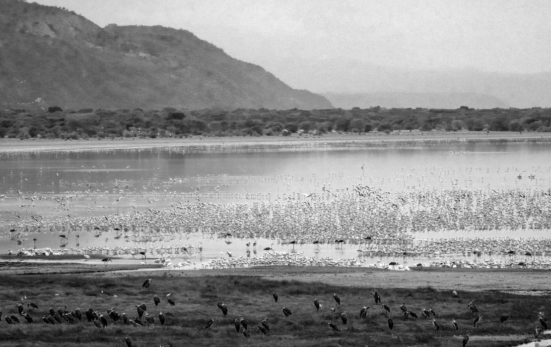 Birds flock at Lake Manyara