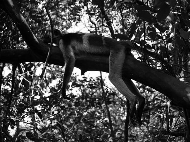 Colobuse monkey resting on a tree at Jozani Chwaka Bay National Park