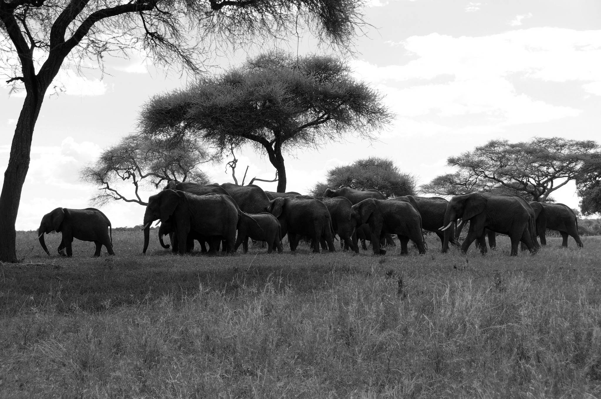 Elephant herd at the Tarangire National Park